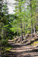 Dirt track through a Pine Forest Plantationin