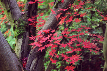Colourful autumn leaves of the Japanese maple.