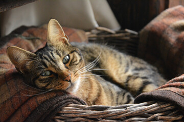 Katze liegt gemütlich im Korb.