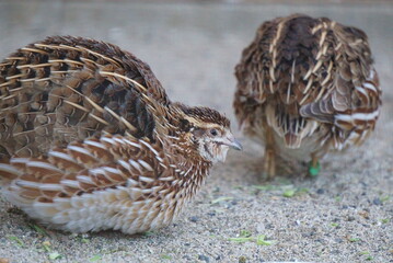 Breeding small and cute quails