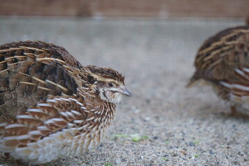 Breeding small and cute quails