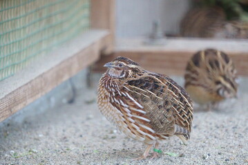 Breeding small and cute quails