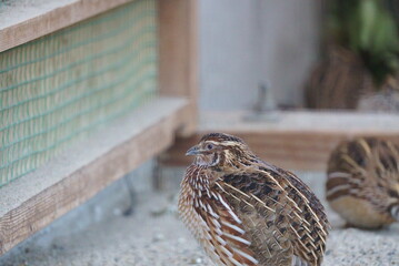 Breeding small and cute quails