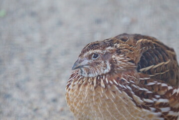 Breeding small and cute quails
