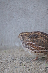 Breeding small and cute quails
