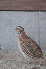 Breeding small and cute quails
