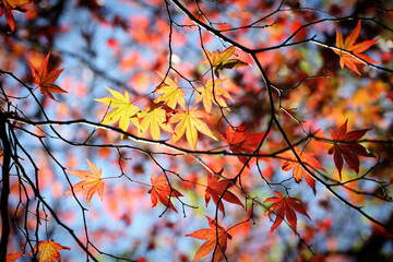 Colourful autumn leaves of the Japanese maple.