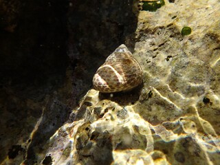 Dotted shell of a sea snail bathing in sunlight under water