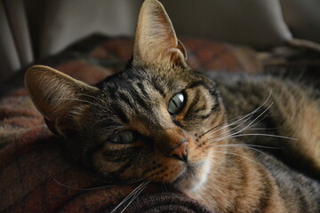 Katze schaut in die Kamera