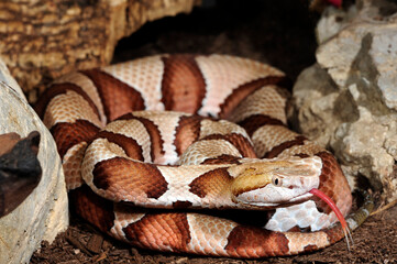 Eastern copperhead // Nordamerikanischer Kupferkopf (Agkistrodon contortrix)