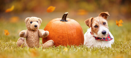 Cute pet dog puppy listening in the grass with a pumpkin and toy bear in autumn. Happy thanksgiving day, halloween or fall banner.