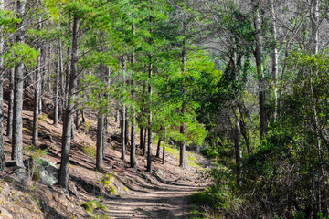 Dirt track through a Pine Forest Plantationin