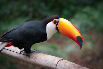 Tucano at Bird's Park