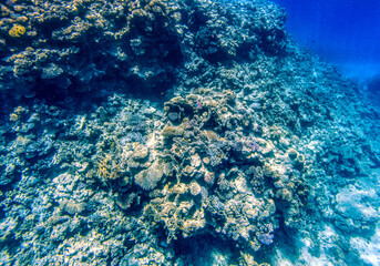 Coral reefs at Red Sea during sunny summer day.