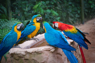 Araras at Bird's Park
