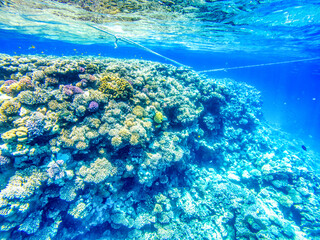 Coral reefs at Red Sea during sunny summer day.