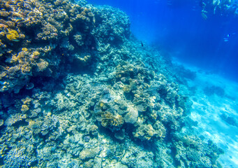 Naklejka na ściany i meble Coral reefs at Red Sea during sunny summer day.