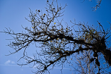 Jesienna bezlistna ( goła ) gałąź na tle błękitnego nieba . Autumn leafless (bare) branch against the blue sky.