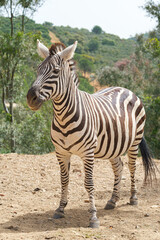 captive zebras posing against background