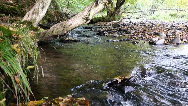 Herbstlicher Bach in der Kroppacher Schweiz