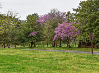 Fort Hunt, Virginia, USA - April 14, 2021: Picnic Tables Sit Under Eastern Red Bud Trees and Next to a Large Picnic Pavilion at Fort Hunt Park