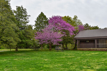 Fort Hunt, Virginia, USA - April 14, 2021: Picnic Tables Sit Under Eastern Red Bud Trees and Next to a Large Picnic Pavilion at Fort Hunt Park
