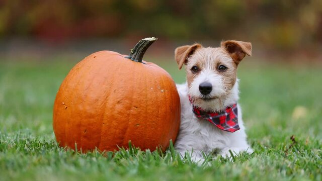 Cute happy pet dog puppy listening with a pumpkin. Thanksgiving day or halloween.