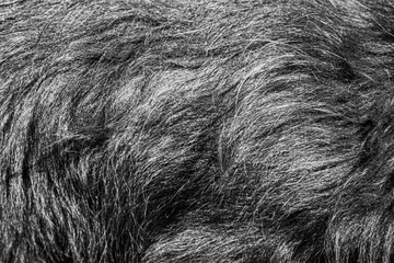 Hair abstract texture. Surface backdrop. Hairy effect pattern. Natural background.