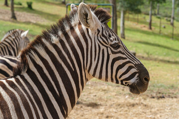 Fototapeta na wymiar captive zebras posing against background