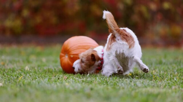 Cute funny playful pet dog puppy playing with a pumpkin in autumn. Halloween, fall or happy thanksgiving.