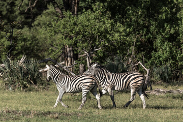 Fototapeta na wymiar Group of zebras in a nature reserve in Africa