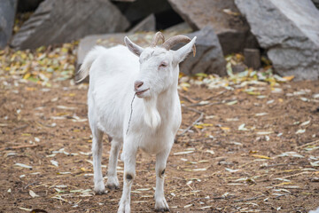 White goat outdoors