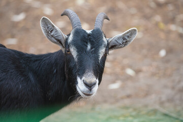 Black goat looking at camera; close up