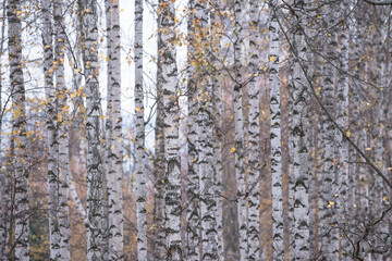 Beautiful natural background of white birch trees on autumn day