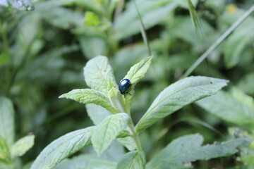 Small nice bug on the leaf in nature