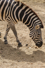 Fototapeta na wymiar captive zebras posing against background