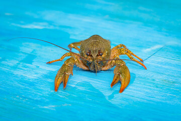 River crayfish in full-face on a blue wooden background.