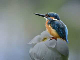 common kingfisher calmly perching on white lotus flower with soft lighting and blur background
