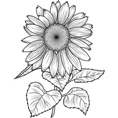 Large sunflower flower with leaves, chamomile flower, daisy. Monochrome illustration