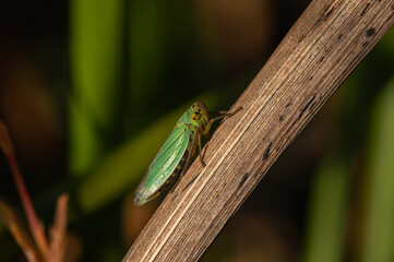 Cicadelle verte