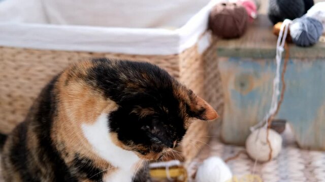 close-up of adult naughty domestic female cat of dark color sits in a wicker basket, next to colored balls, clew of wool, concept of needlework, knitting and crocheting, an exciting hobby