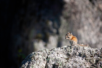 Chipmunk