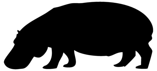 Black and white vector silhouette of an adult hippopotamus. Isolated on white background.