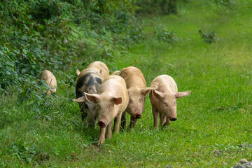 Fototapeta na wymiar Close-up of a group of piglets on the grass in the countryside
