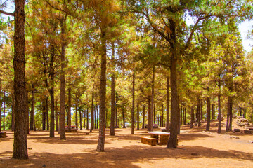 Naklejka premium Pine forest in Gran Canaria