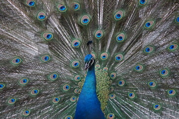 Fototapeta na wymiar A beautiful peacock in captivity