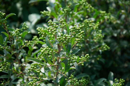 Brush with unripe common privet berries. High quality photo