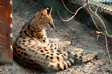 Predatory African mammal of the genus Caracal family Felidae.