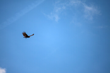 Bird Flying