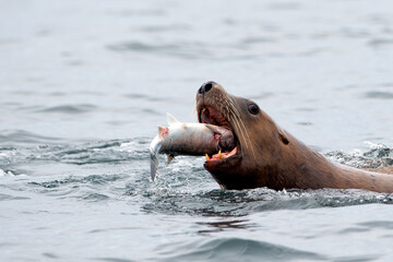 Closeup shot of a Stellar sea lion eating a salmon in Johnstone Strait, Vancouver Island, Canada